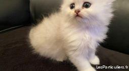 Chaton persan chinchilla blanc