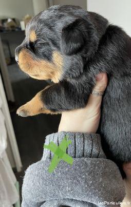 chiots rottweiler