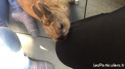 Lapin nain et son clapier