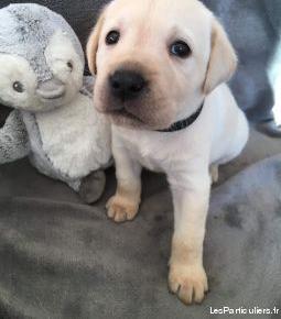 chiot labrador lof