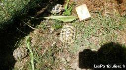 tortues terrestres hermann