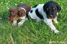 a réserver 2 chiots épagneul breton lof tricolore