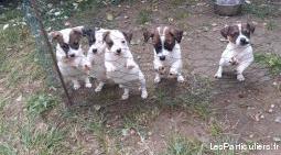 chiots jack russel