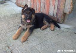 chiots berger allemand lof