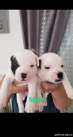 Chiots staffordshire bull terrier (staffie)