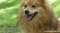 Saillie spitz allemand recherche femelle