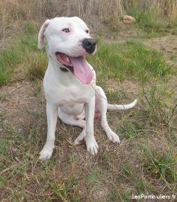 dogue argentin