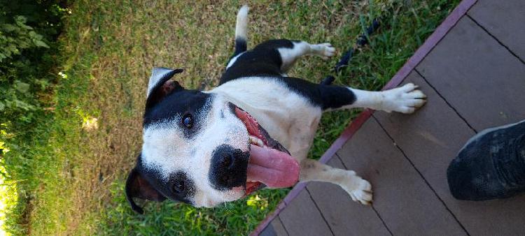 staffordshire bull terrier (staffie)