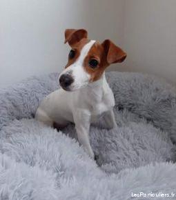 Chien jack russel terrier