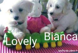 Chiot bichon maltais nain