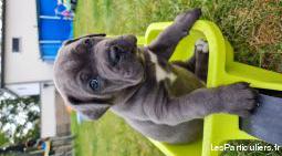 Chiot cane corso