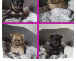 Chiots spitz nain