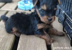 Chiots yorkshire non lof Chiots yorkshire non lof