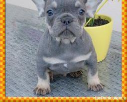 Magnifique chiot bouledogue-fançais éxotique bleu