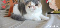 Chatons femelles exotic shorthair particolore