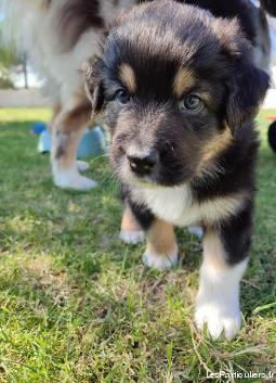 chiot mâle lof berger australien