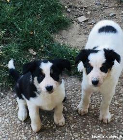 Chiots border collie