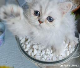 chatons persans chinchilla & silver