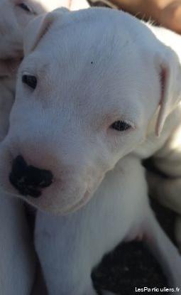 chiots dogue argentin