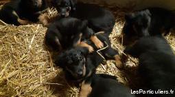 Chiots beauceron