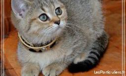 chaton british shorthair disponible