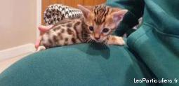 chatons bengal loof