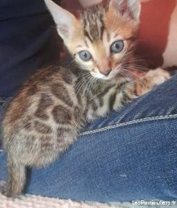 chaton bengal mÂle