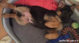 Chiot berger allemand