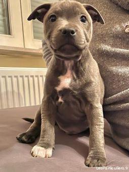 Staffordshire bull terrier / staffy / staffie