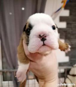 chiots bulldog anglais lof