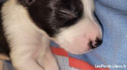 chiots border collie