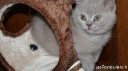 magnifique chaton femelle british shorthair