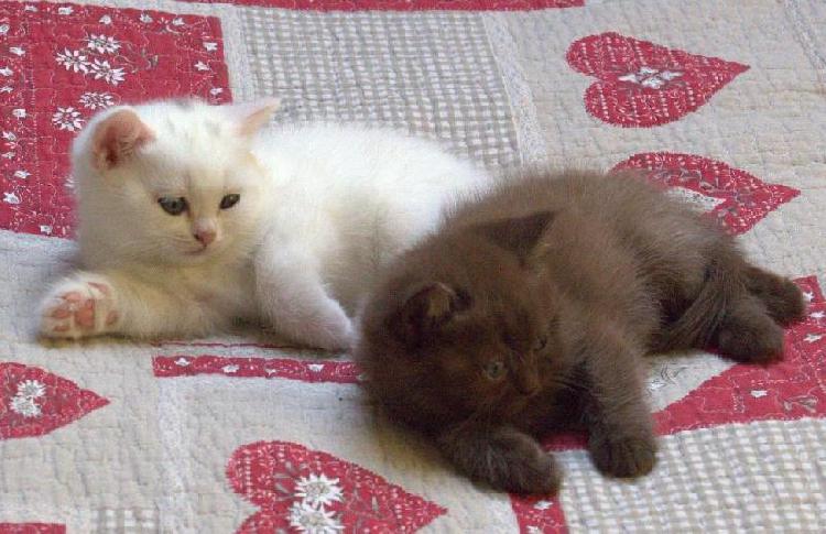 chatons british shorthair à donner