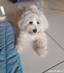 bichon maltais mâle