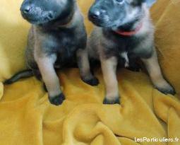 Chiots berger malinois