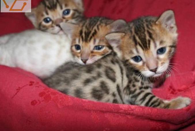 Magnifiques chatons bengal