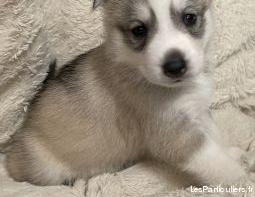 chiots husky sibérien