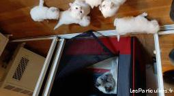 Magnifiques chatons ragdoll loof