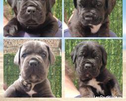 Chiots cane corso à réserver