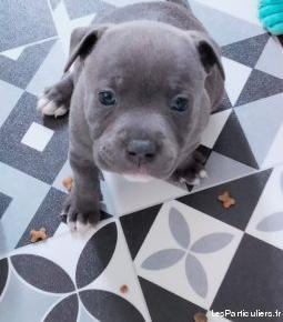 chiots staffie bleu lof