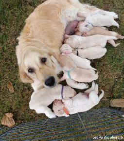 Chiots golden retriever lof - nés dans une famille