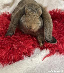 Lapin petit bélier