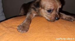 chiot chorkie