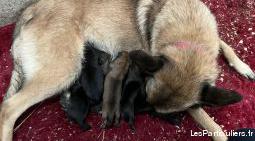 chiot malinois