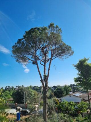 Tala poda desbroce y jardineria