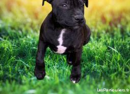 chiot staffordshire bull terrier (staffie, staffy)