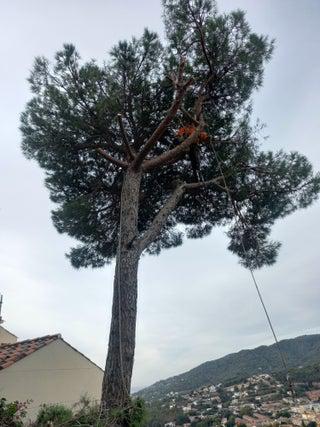 tala poda todo tipo de arboles limpieza parcelas