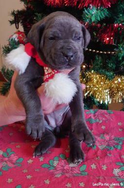 Cane corso bleu