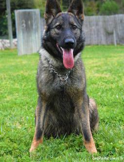 chiots berger allemand a réserver