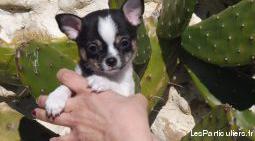 magnifique chiot chihuahua